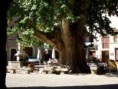 /album/galerie-de-photos-saint-guilhem-le-desert/stg8-jpg/