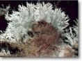 /album/galerie-de-photos-la-grotte-de-clamouse/clam2-jpg/